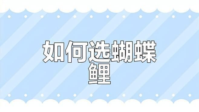 哪種蝴蝶鯉養大了最好看