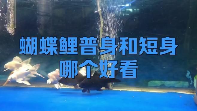 哪種蝴蝶鯉養大了最好看