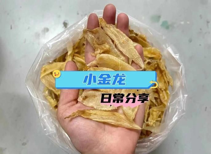 小金龍魚膠圖片