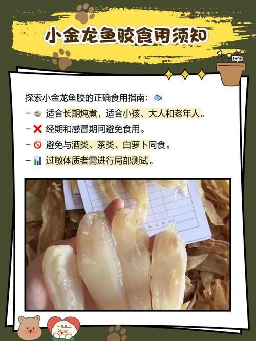 小金龍魚膠圖片