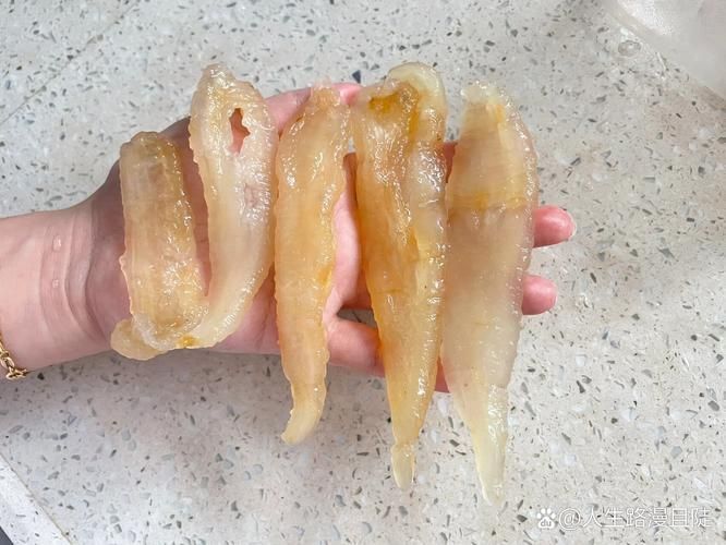 小金龍魚膠圖片