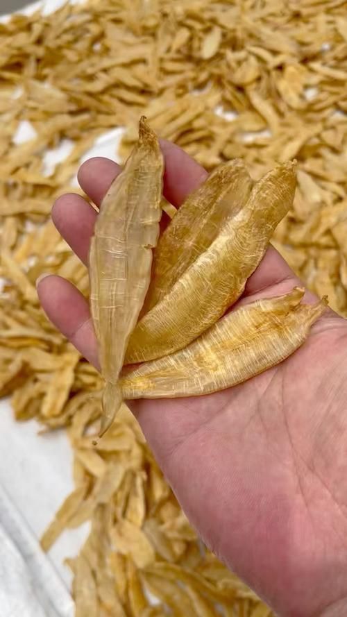 小金龍魚膠圖片