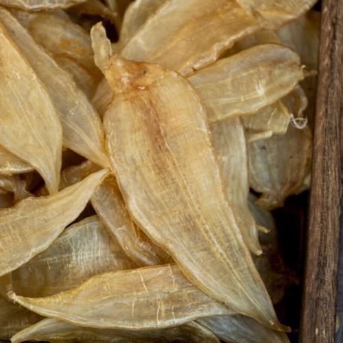 小金龍魚膠圖片