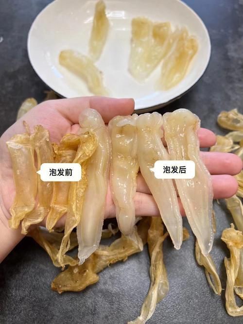 小金龍魚膠圖片