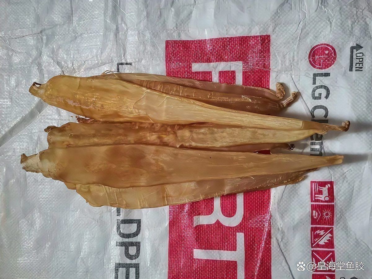 小金龍魚膠圖片