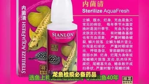 如何安全地進行紅龍魚檢疫？