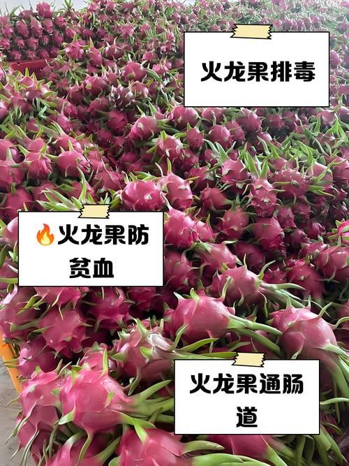 紅龍果和澳龍哪個更常見？