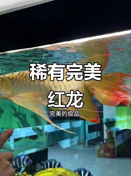 紅龍魚如何挑選品種圖解大全 紅龍魚如何挑選品種圖解大全 龍魚百科 第9張