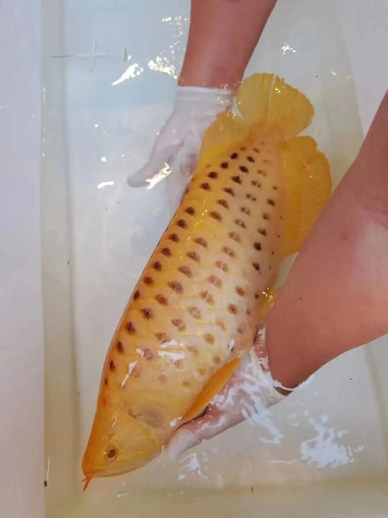 紅龍魚如何挑選品種圖解大全 紅龍魚如何挑選品種圖解大全 龍魚百科 第10張