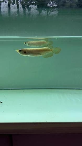 紅龍魚如何挑選品種圖解大全 紅龍魚如何挑選品種圖解大全 龍魚百科 第14張