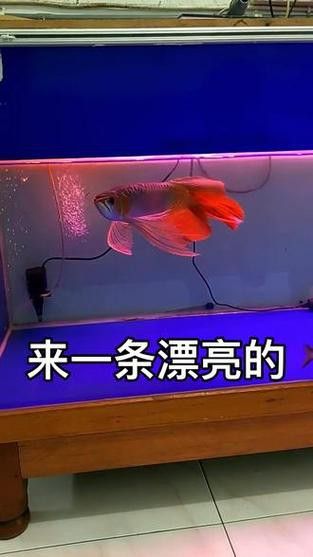 紅龍魚如何挑選品種圖解大全 紅龍魚如何挑選品種圖解大全 龍魚百科 第19張