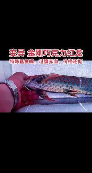 紅龍魚如何挑選品種圖解大全 紅龍魚如何挑選品種圖解大全 龍魚百科 第23張