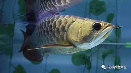 龍魚的食性（龍魚會吃其他魚類嗎？）