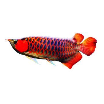 印尼辣椒紅龍魚價格(印尼辣椒紅龍魚價格受到多種因素影響,受到多種因素影響) 龍魚百科 第4張 印尼辣椒紅龍魚價格(印尼辣椒紅龍魚價格受到多種因素影響,受到多種因素影響) 印尼辣椒紅龍魚價格(印尼辣椒紅龍魚價格受到多種因素影響,受到多種因素影響) 龍魚百科 第4張