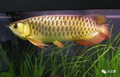 辦公室養金龍魚（辦公室養金龍魚的風水講究）