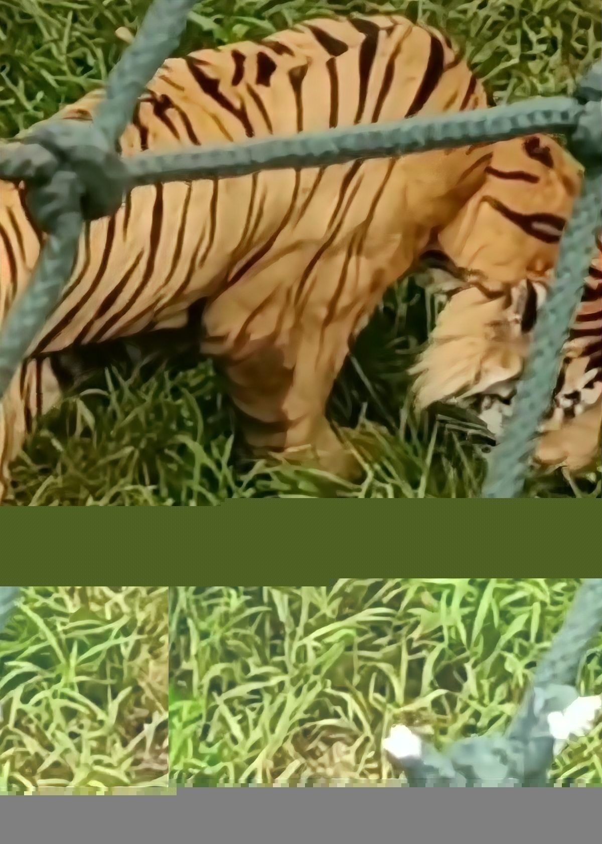 老虎餓急了會吃素嗎