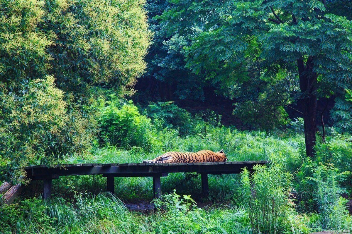 老虎餓急了會吃素嗎
