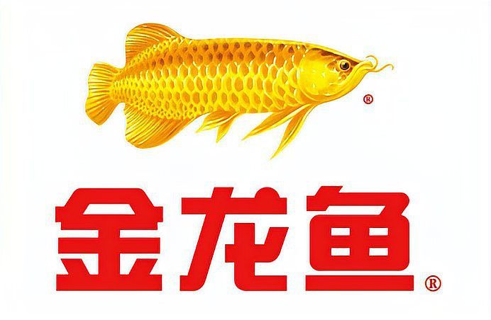 金龍魚是上海的嗎是真的嗎