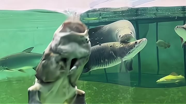 食人魚和龍魚誰厲害一點