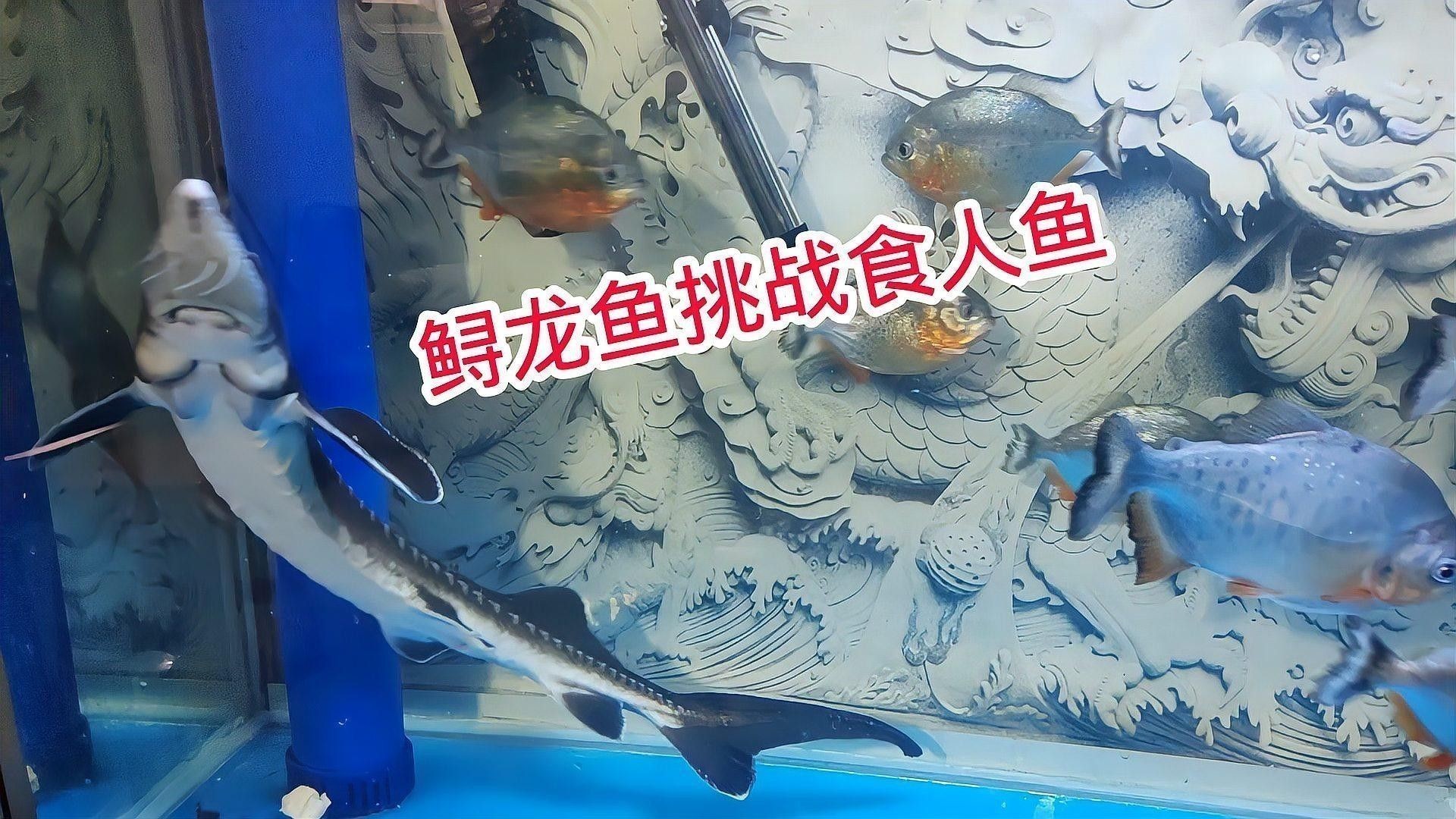 食人魚和龍魚誰厲害一點