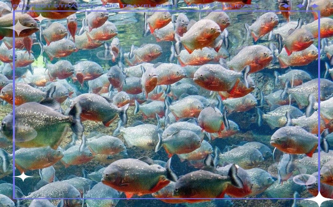 食人魚和龍魚誰(shuí)厲害一點(diǎn)
