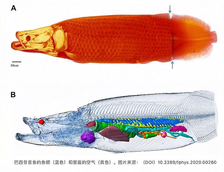 食人魚和龍魚誰(shuí)厲害一點(diǎn)