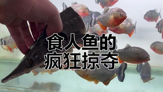 食人魚和龍魚誰厲害一點