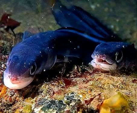 食人魚和龍魚誰(shuí)厲害一點(diǎn)