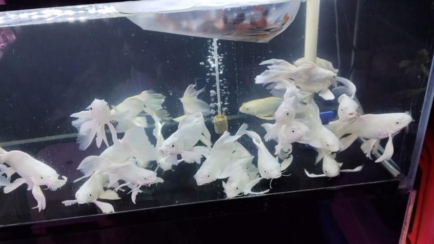 龍魚蝴蝶鯉混養視頻大全圖片