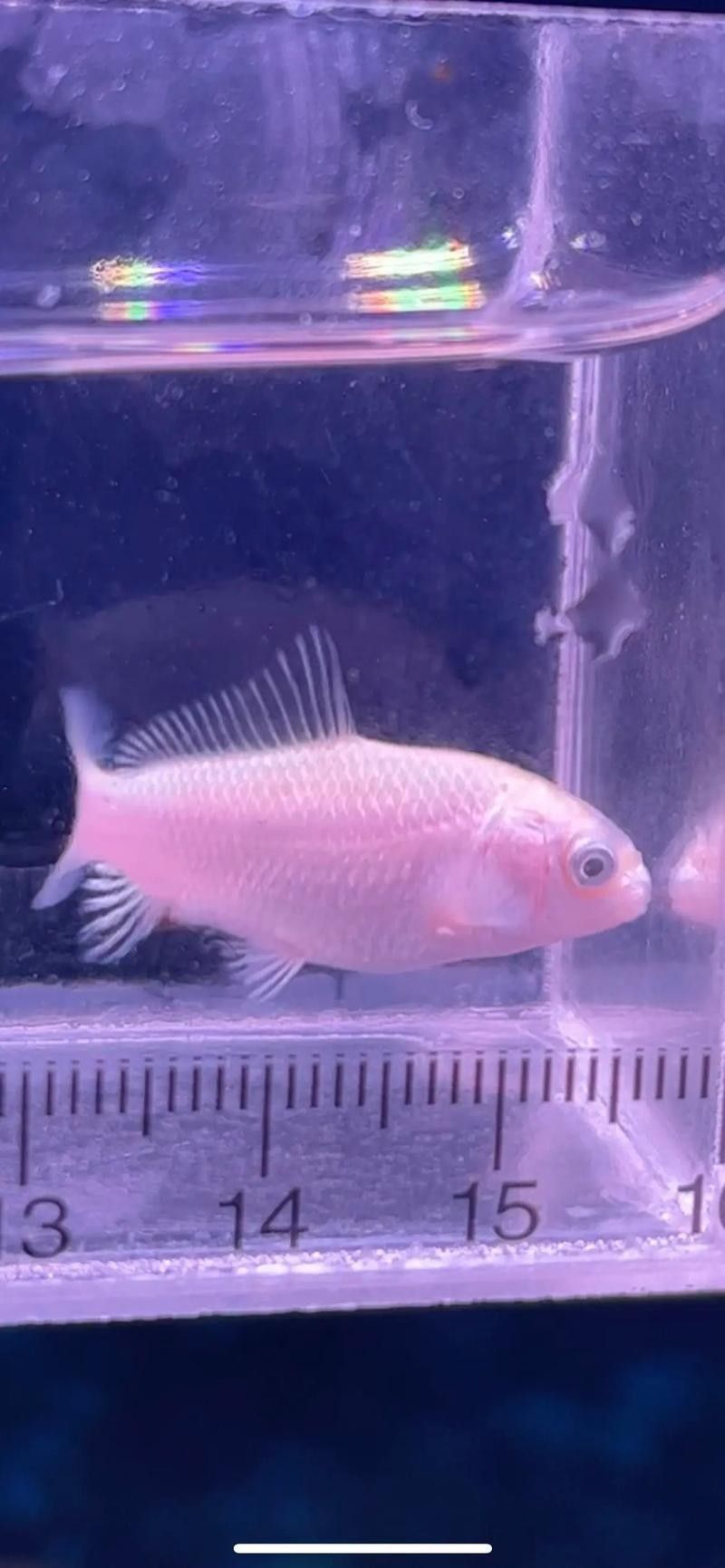 龍魚蝴蝶鯉混養視頻大全圖片