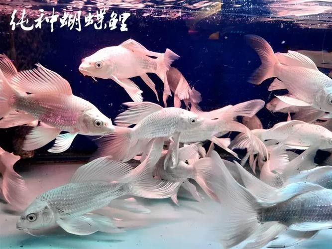 龍魚蝴蝶鯉混養視頻大全圖片