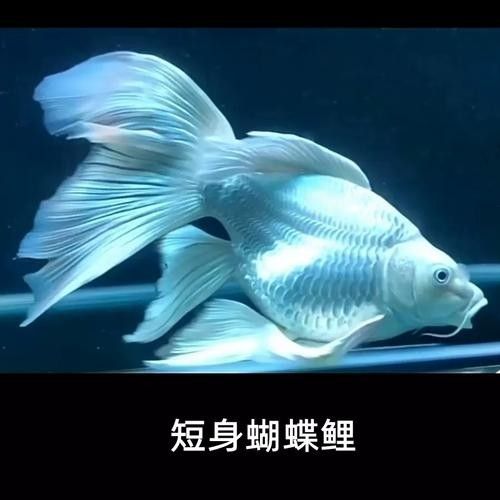 龍魚蝴蝶鯉混養視頻大全圖片
