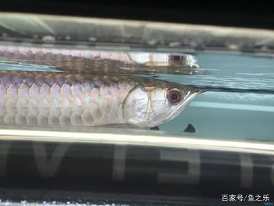 龍魚(yú)過(guò)背啥意思啊：關(guān)于龍魚(yú)過(guò)背的詳細(xì)解釋