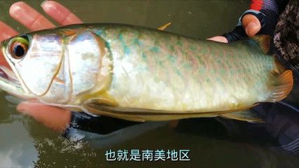 號半紅龍的最佳飼養環境