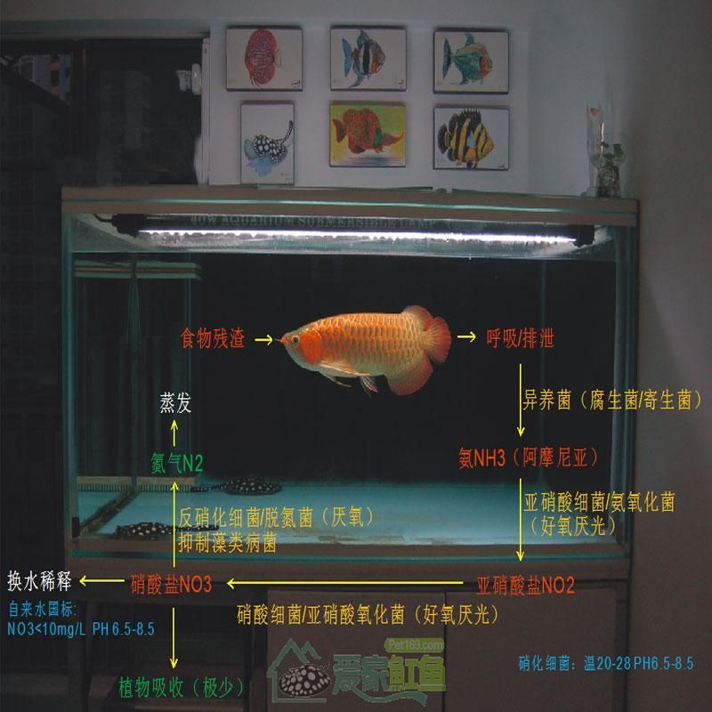 號半紅龍的最佳飼養環境