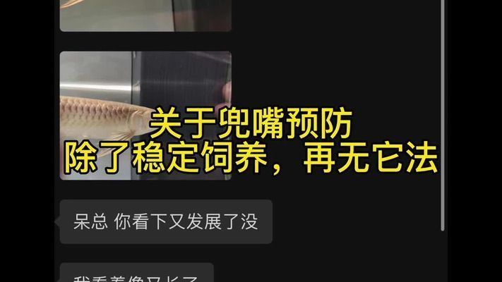 龍魚嘴角爛怎么處理：龍魚嘴角爛怎么辦
