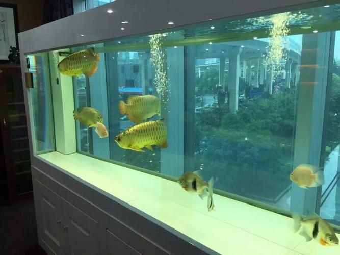 龍魚缸擺放最佳位置圖 龍魚缸擺放最佳位置圖 龍魚百科 第24張