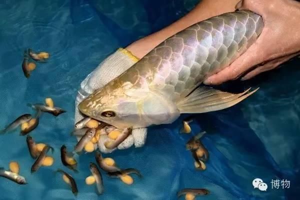 龍魚口孵：龍魚的口孵過程是怎樣的？ 龍魚口孵：龍魚的口孵過程是怎樣的？ 龍魚百科 第3張