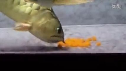 龍魚口孵：龍魚的口孵過程是怎樣的？ 龍魚口孵：龍魚的口孵過程是怎樣的？ 龍魚百科 第1張