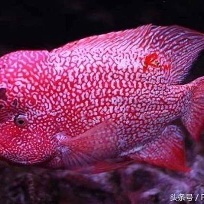 羅漢魚行情2024最新消息