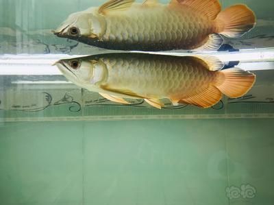 龍魚身上長斑