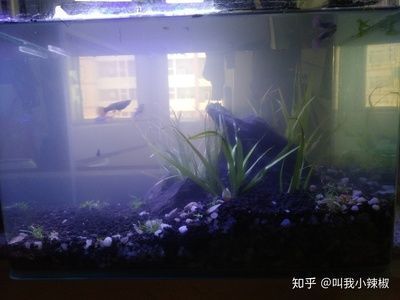 紅龍魚最貴的一條多少錢圖片和價格（紅龍魚最貴的一條多少錢圖片和價格表）