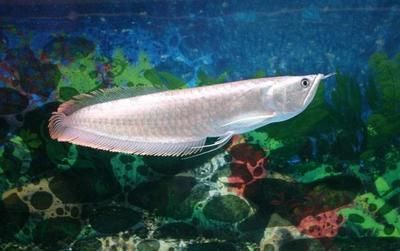 銀龍魚瞎一只眼會(huì)死嗎（銀龍魚瞎一只眼會(huì)導(dǎo)致死亡嗎？） 銀龍魚瞎一只眼會(huì)死嗎（銀龍魚瞎一只眼會(huì)導(dǎo)致死亡嗎？） 龍魚百科 第5張