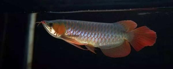 巴卡雷龍魚(yú)跳躍原因分析：巴卡雷龍魚(yú)跳躍的原因 巴卡雷龍魚(yú)跳躍原因分析：巴卡雷龍魚(yú)跳躍的原因 龍魚(yú)百科 第3張