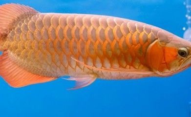 龍魚多久可以不吃東西喂食：成年龍魚可以堅持一個月左右不吃東西的時間和量