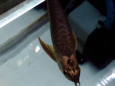 廣州觀賞魚批發(fā)市場(chǎng)323祥龍魚場(chǎng)（廣州323祥龍魚場(chǎng)地址在哪） 廣州觀賞魚批發(fā)市場(chǎng)323祥龍魚場(chǎng)（廣州323祥龍魚場(chǎng)地址在哪） 龍魚百科 第1張