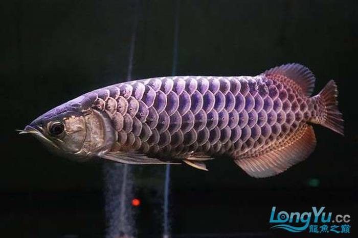 金龍魚的適應溫度 金龍魚的適應溫度 龍魚百科 第10張