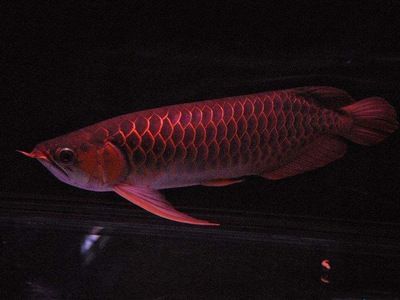 養(yǎng)殖金龍魚養(yǎng)殖技術(shù)視頻：養(yǎng)殖金龍魚的一些關(guān)鍵技術(shù)和注意事項