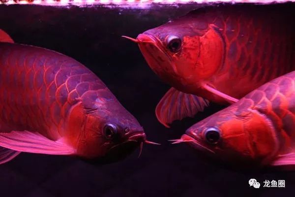 如何判斷紅龍魚是否適應新LED燈？
