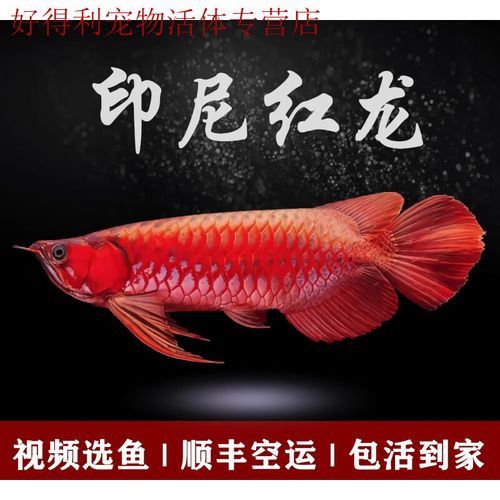過背金龍和辣椒紅龍的價格差異大嗎？